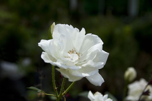 cultivated white rose in japanise garden in Buenos Aires