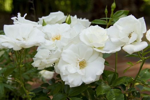 beautifull white rose in garden, open and wait by bees.