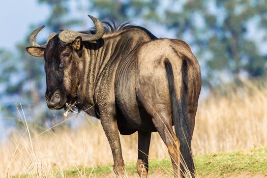 Close photo image of bull blue wildebeest wildlife animal in park reserve
