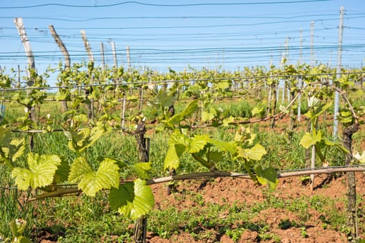 grape vine branches with green leaves in vineyard