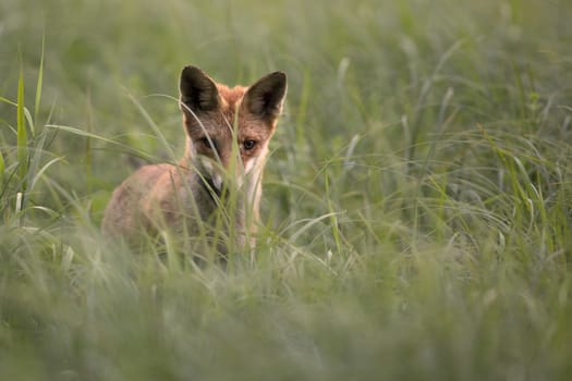 Fox hunts on a mouse in a grass.