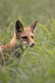 Fox in the grass - portrait.