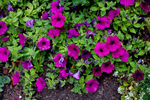 Many pink flowers and green leaves on the flowerbad
