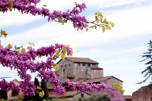 Old roman ruins and pink flowers in Roma
