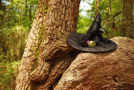 A witch's hat sits in the crook of a large tree in a forest