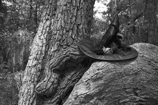 A witch hat sits in the crook of large tree in a forest