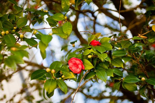 Many pink camellias on a green bush in sunny day
