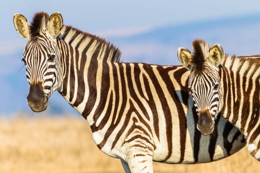 Zebra female with year old calf alert in morning light in animal wildlife park reserve.