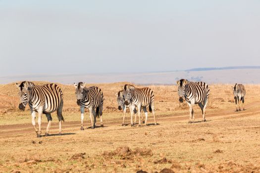 Herd of Zebra's animals head for water hole to drink early morning in wildlife park reserve.