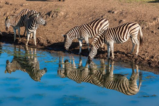 Zebra's drinking at water hole with mirror glass reflections in morning light in wildlife animal reserve.