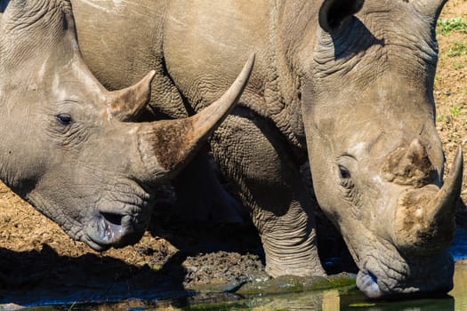 Two rhino's close together morning drink at a wildlife park reserve water hole.