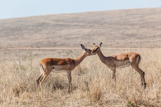 Two nyala buck with head-on inter action affections in wildlife park reserve