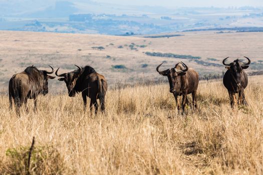 Four blue-wildebeest wildlife animals on hillside