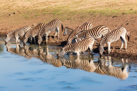 Zebra's drinking at water hole with mirror glass reflections in morning light in wildlife animal reserve.