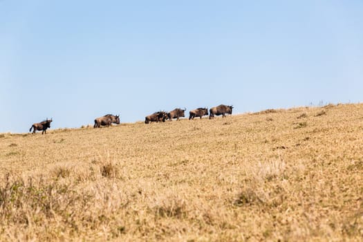 Blue-Wildebeest wildlife animal herd on hillside terrain in park reserve.