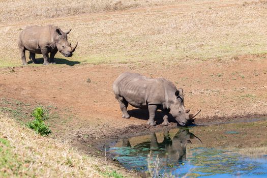 Two rhino's at water hole and mirror body reflections on water surface in wildlife park reserve.