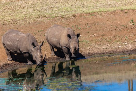 Two rhino's drinking at water hole with mirror glass reflections on water surface in wildlife park reserve.