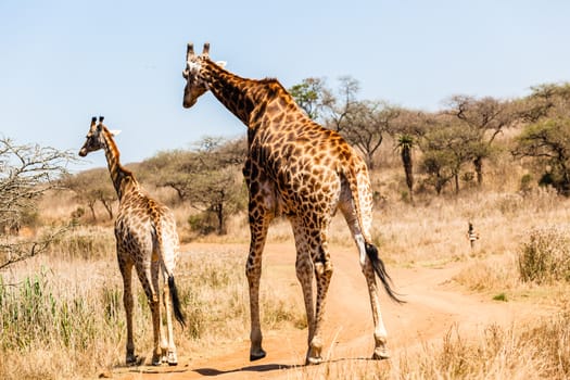 Bull giraffe follows female in mating season in wildlife animal park reserve.