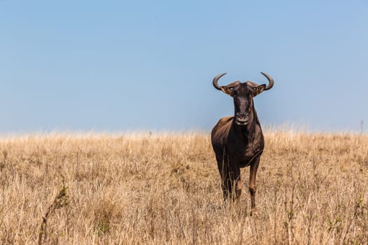 Bull Blue wildebeest animal alone in front of herd in wildlife reserve savannah plains.