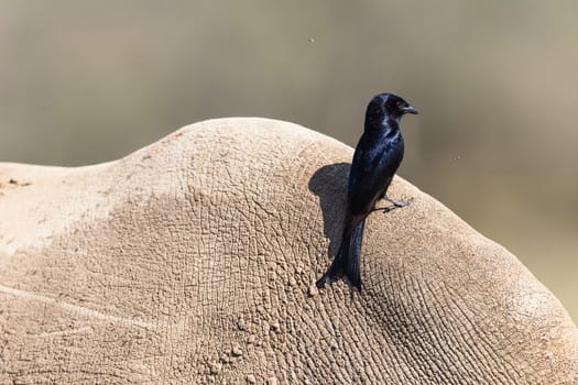 Fiscal flycatcher bird on Rhinoceros back catching flies.