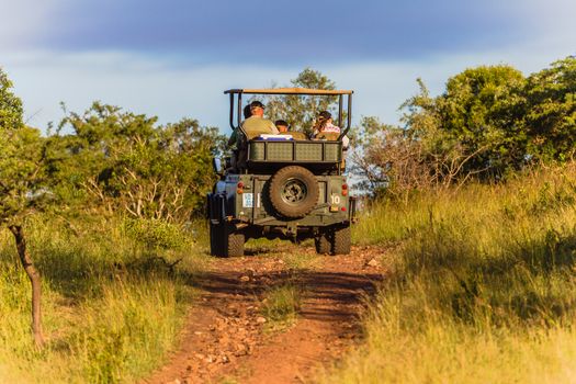 Wildlife tourism customers on 4x4 open vehicle on dirt track road through the bush spotting animals late afternoon before sundown.