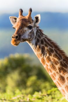 Giraffe wildlife animal close vertical head photo in afternoon sunlight.