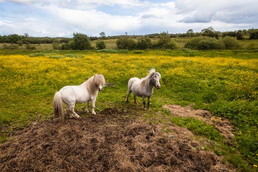 Two small animal ponies in field during summer