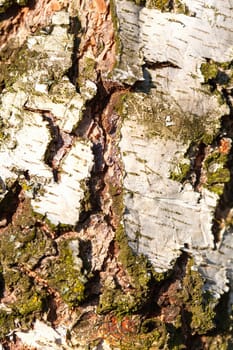 Birch Bark Texture coarse