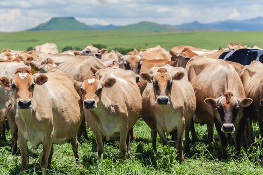Dairy cows on farm mountains
