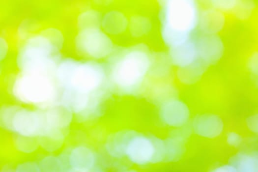 Sunny abstract green nature background, selective focus