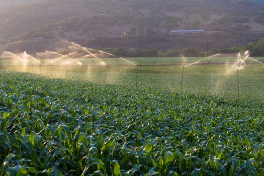 Food maize crop getting water from sprinklers at sunset