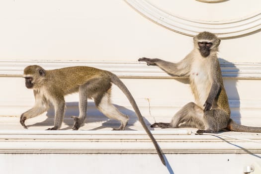 Monkeys Roof Home looking for food.