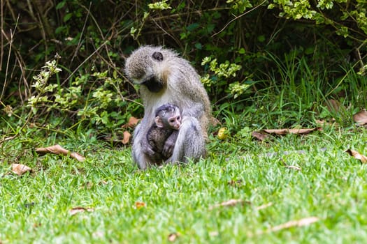 Vervet monkey female new born baby days old in park wildlife reserve.