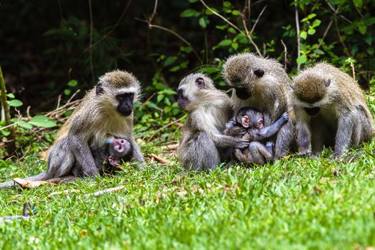 Troop of female Vervet monkeys with new born babies days old in park wildlife reserve.