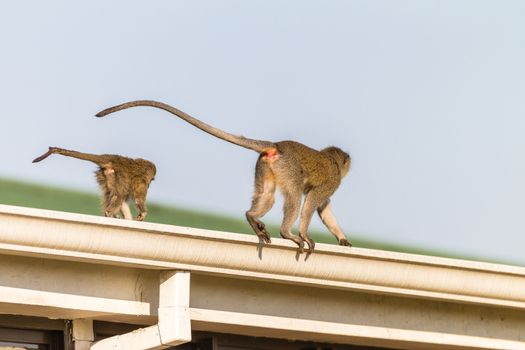 Monkeys walking across roof home looking for food in kitchens.