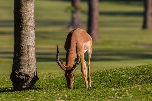 Impala buck animal close up morning eating green grass