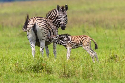 Zebra feeds its young calf looking around alert  in wildlife animal reserve.