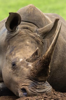 Rhino close portrait sleeping midday in wildlife animal park reserve.