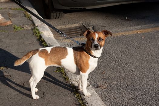 A brown and white dog standing near a person
