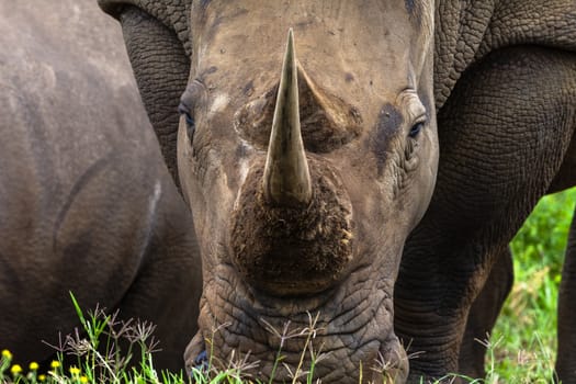 Close head-on portrait of rhino its horn in wildlife park reserve