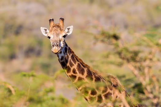 Alert giraffe looks overs trees in wildlife game park reserve.