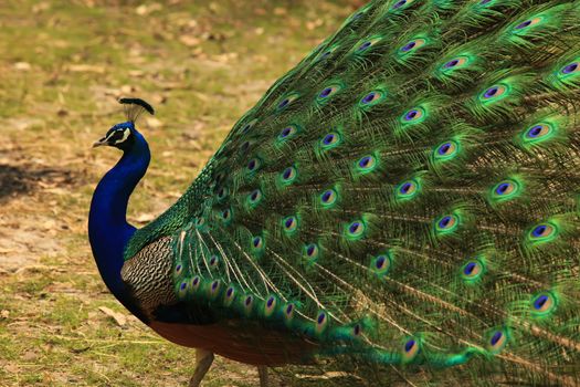 Peacock with Full Plumage Open and Colorful