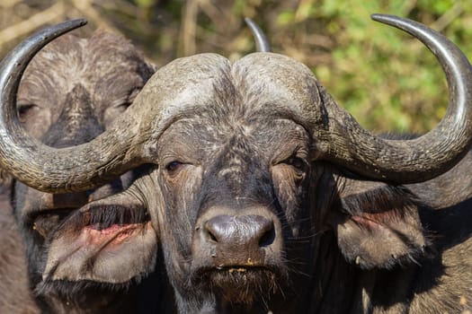 Close portrait of buffalo wildlife animal with detail in park reserve.