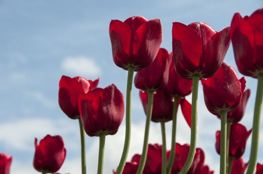 red tulips and blue sky with white clouds