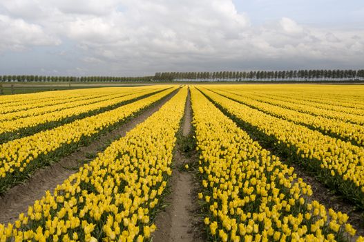 yellow tulips and blue sky with white clouds