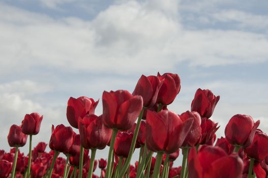 red tulips and blue sky with white clouds