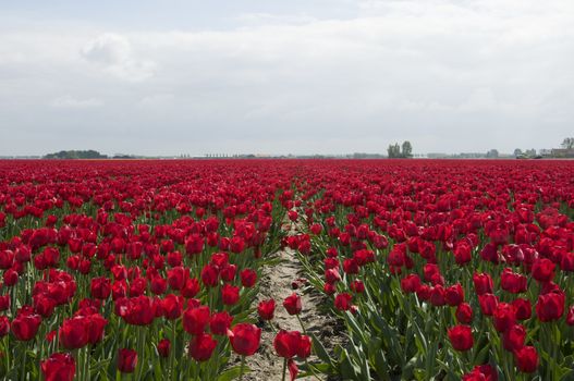 red tulips and blue sky with white clouds