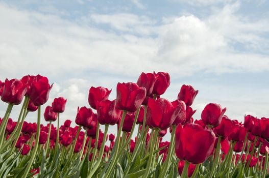 red tulips and blue sky with white clouds