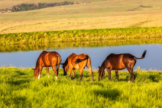 Three horse ponies late afternoon colors eating green grass nearby small dam.