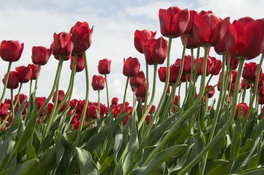 red tulips and blue sky with white clouds